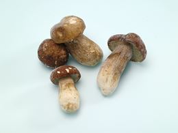 圖片 冷凍牛肝菌菇Q1 4-7CM