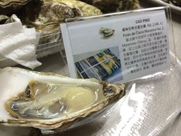 圖片 (48入)瑪琳區芬蒂克雷生蠔NO.2