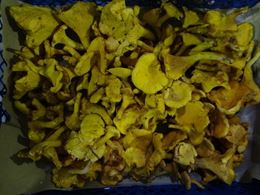 圖片 新鮮黃蘑菇