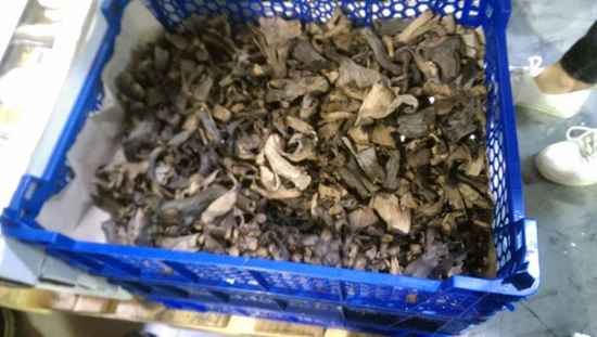 圖片 新鮮黑喇叭菇
