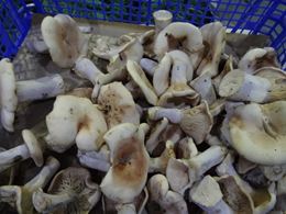 圖片 新鮮藍腳菇