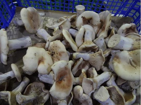 圖片 新鮮藍腳菇