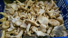 圖片 新鮮羊腳菇