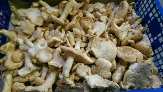 圖片 新鮮羊腳菇