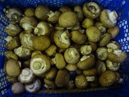 圖片 新鮮波特菇