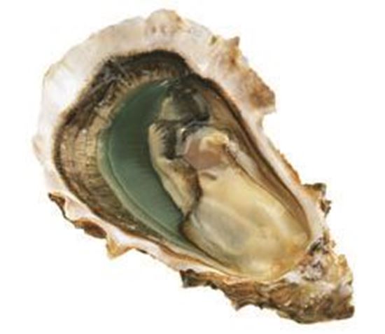 圖片 (48入)黑珍珠生蠔NO.3