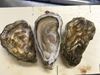 圖片 (24入)滿月生蠔 NO.2