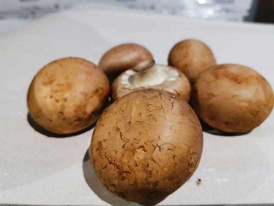 圖片 新鮮栗子菇