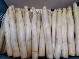 圖片 新鮮法國安茹白蘆筍32+