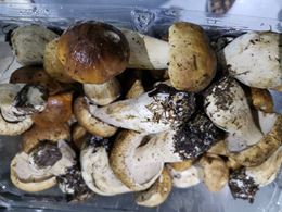 圖片 新鮮牛肝菌菇